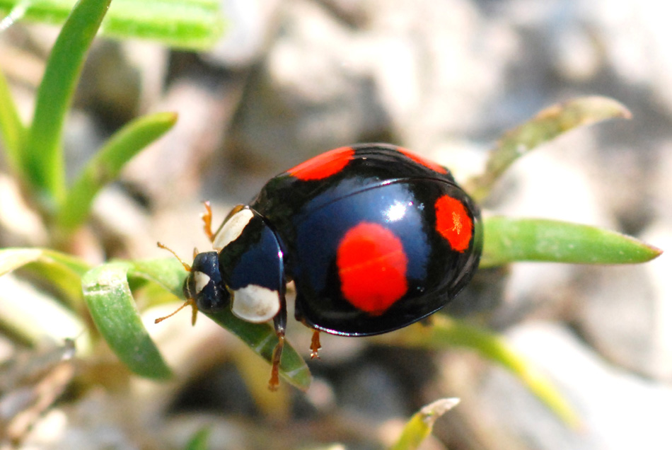 Harmonia axyridis (Coccinellidae)